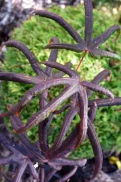 Peve's Starfish Japanese Maple - 7 Gallon Pot (7-8' HT) 19 Peve's Starfish Japanese Maple - 7 Gallon Pot (7-8' HT) -Orchard Essence acer palmatum peves starfish japanese maple 3