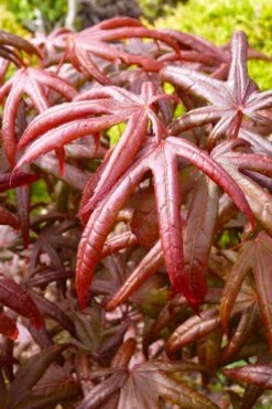 Peve's Starfish Japanese Maple - 7 Gallon Pot (7-8' HT) 18 Peve's Starfish Japanese Maple - 7 Gallon Pot (7-8' HT) -Orchard Essence acer palmatum peves starfish japanese maple 4
