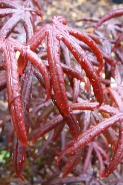 Peve's Starfish Japanese Maple - 7 Gallon Pot (7-8' HT) 21 Peve's Starfish Japanese Maple - 7 Gallon Pot (7-8' HT) -Orchard Essence acer palmatum peves starfish japanese maple 9