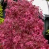 Pink Ballerina Japanese Maple - 1 Gallon Pot 1 Pink Ballerina Japanese Maple - 1 Gallon Pot -Orchard Essence acer palmatum pink ballerina 10 1