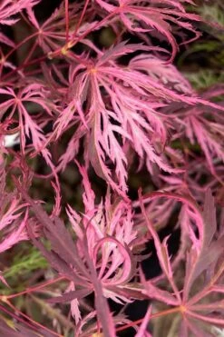 Pink Ballerina Japanese Maple - 1 Gallon Pot -Orchard Essence acer palmatum pink ballerina 3 1