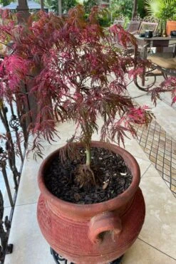 Pink Ballerina Japanese Maple - 1 Gallon Pot -Orchard Essence acer palmatum pink ballerina japanese maple 4 1