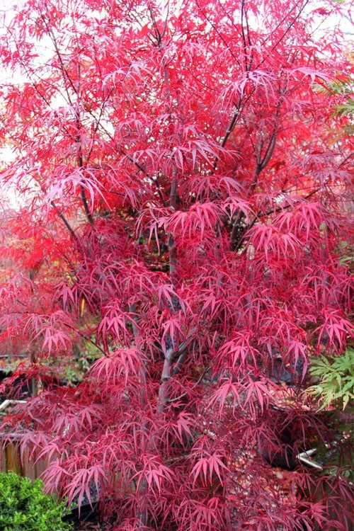 Pung Kil Japanese Maple - 3 Gallon Pot 9 Pung Kil Japanese Maple - 3 Gallon Pot - Image 7