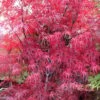 Pung Kil Japanese Maple - 3 Gallon Pot 1 Pung Kil Japanese Maple - 3 Gallon Pot -Orchard Essence acer palmatum pung kil japanese maple 1