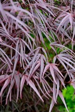 Pung Kil Japanese Maple - 3 Gallon Pot 14 Pung Kil Japanese Maple - 3 Gallon Pot -Orchard Essence acer palmatum pung kil japanese maple 2