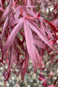 Pung Kil Japanese Maple - 3 Gallon Pot 13 Pung Kil Japanese Maple - 3 Gallon Pot -Orchard Essence acer palmatum pung kil japanese maple 3