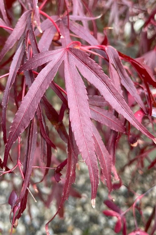 Pung Kil Japanese Maple - 3 Gallon Pot 7 Pung Kil Japanese Maple - 3 Gallon Pot - Image 5