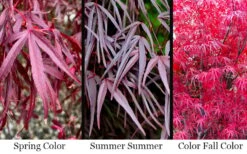 Pung Kil Japanese Maple - 3 Gallon Pot 12 Pung Kil Japanese Maple - 3 Gallon Pot -Orchard Essence acer palmatum pung kil japanese maple 4