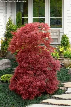 Red Filigree Lace Weeping Japanese Maple - 3 Gallon Pot -Orchard Essence acer palmatum red filigree japanese maple 10 1