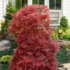 Red Filigree Lace Weeping Japanese Maple - 2 Gallon Pot -Orchard Essence acer palmatum red filigree japanese maple 10 2