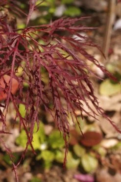 Red Filigree Lace Weeping Japanese Maple - 3 Gallon Pot -Orchard Essence acer palmatum red filigree japanese maple 2