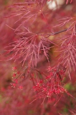 Red Filigree Lace Weeping Japanese Maple - 3 Gallon Pot -Orchard Essence acer palmatum red filigree japanese maple 4