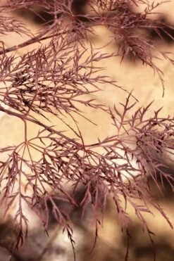 Red Filigree Lace Weeping Japanese Maple - 2 Gallon Pot -Orchard Essence acer palmatum red filigree japanese maple 5 1