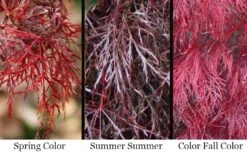 Red Filigree Lace Weeping Japanese Maple - 2 Gallon Pot -Orchard Essence acer palmatum red filigree japanese maple 7 1