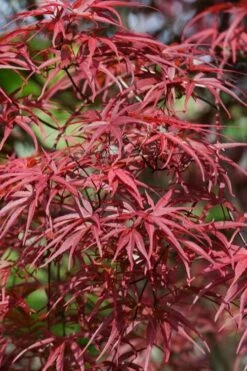 Red Pygmy Japanese Maple - 3 Gallon Pot 13 Red Pygmy Japanese Maple - 3 Gallon Pot -Orchard Essence acer palmatum red pygmy japanese maple 10
