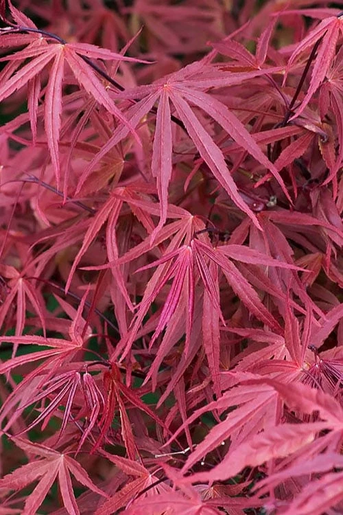 Red Pygmy Japanese Maple - 3 Gallon Pot 7 Red Pygmy Japanese Maple - 3 Gallon Pot - Image 5