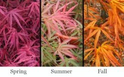 Red Pygmy Japanese Maple - 3 Gallon Pot 11 Red Pygmy Japanese Maple - 3 Gallon Pot -Orchard Essence acer palmatum red pygmy japanese maple 3