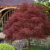 Red Pygmy Japanese Maple - 3 Gallon Pot 1 Red Pygmy Japanese Maple - 3 Gallon Pot -Orchard Essence acer palmatum red pygmy japanese maple 6