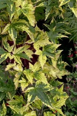 Sagara Nishiki Japanese Maple - 2 Gallon Pot -Orchard Essence acer palmatum sagara nishiki japanese maple 7