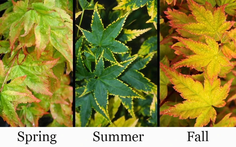 Sagara Nishiki Japanese Maple - 3 Gallon Pot 6 Sagara Nishiki Japanese Maple - 3 Gallon Pot - Image 4