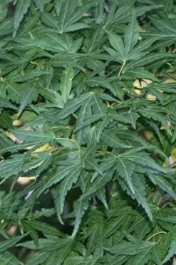 Seiun Kaku Japanese Maple - 3 Gallon Pot -Orchard Essence acer palmatum seiun kaku japanese maple 11