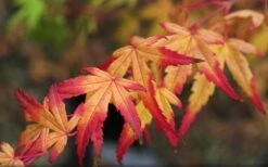 Seiun Kaku Japanese Maple - 3 Gallon Pot -Orchard Essence acer palmatum seiun kaku japanese maple 13