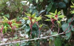 Seiun Kaku Japanese Maple - 3 Gallon Pot -Orchard Essence acer palmatum seiun kaku japanese maple 3