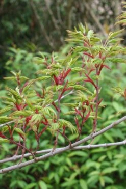 Seiun Kaku Japanese Maple - 3 Gallon Pot -Orchard Essence acer palmatum seiun kaku japanese maple 4