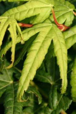 Seiun Kaku Japanese Maple - 3 Gallon Pot -Orchard Essence acer palmatum seiun kaku japanese maple 6