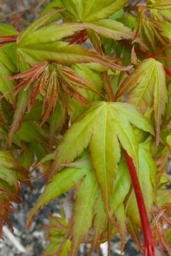 Sekka Yatsubusa Japanese Maple - 3 Gallon Pot -Orchard Essence acer palmatum sekka yatsubusa japanese maple 1
