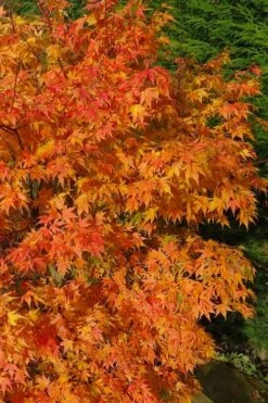 Sekka Yatsubusa Japanese Maple - 3 Gallon Pot -Orchard Essence acer palmatum sekka yatsubusa japanese maple 3