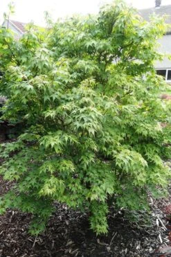 Sekka Yatsubusa Japanese Maple - 3 Gallon Pot -Orchard Essence acer palmatum sekka yatsubusa japanese maple 4
