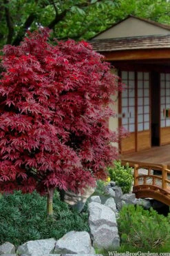 Shaina Dwarf Red Japanese Maple - 3 Gallon Pot 11 Shaina Dwarf Red Japanese Maple - 3 Gallon Pot -Orchard Essence acer palmatum shaina japanese maple 11 1