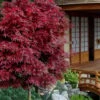 Shaina Dwarf Red Japanese Maple (Single Trunk / Standard) - 3 Gallon Pot -Orchard Essence acer palmatum shaina japanese maple 11