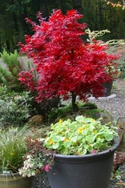 Shaina Dwarf Red Japanese Maple (Single Trunk / Standard) - 5 Gallon Pot -Orchard Essence acer palmatum shaina japanese maple 12 2