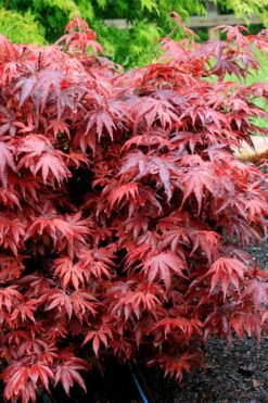 Shaina Dwarf Red Japanese Maple - 3 Gallon Pot 12 Shaina Dwarf Red Japanese Maple - 3 Gallon Pot -Orchard Essence acer palmatum shaina japanese maple 7 1