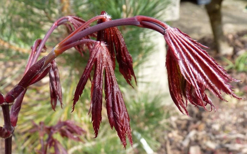 Trompenburg Japanese Maple - 5 Gallon Pot 8 Trompenburg Japanese Maple - 5 Gallon Pot - Image 6