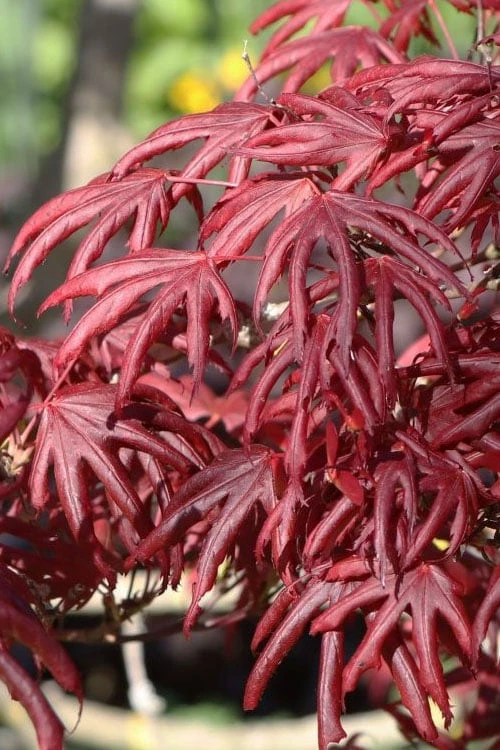 Trompenburg Japanese Maple - 5 Gallon Pot 3 Trompenburg Japanese Maple - 5 Gallon Pot