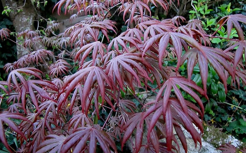 Trompenburg Japanese Maple - 5 Gallon Pot 11 Trompenburg Japanese Maple - 5 Gallon Pot - Image 9