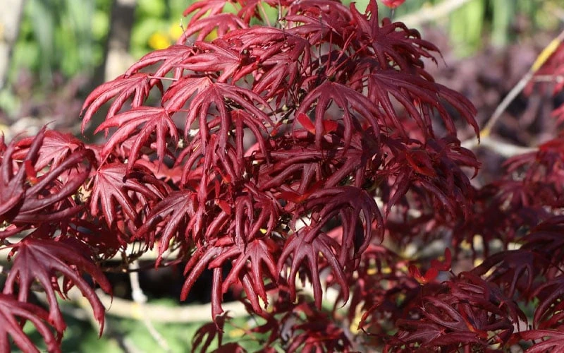 Trompenburg Japanese Maple - 5 Gallon Pot 12 Trompenburg Japanese Maple - 5 Gallon Pot - Image 10