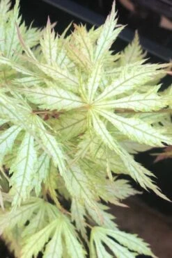 Sister Ghost Japanese Maple - 3 Gallon Pot (4-5') -Orchard Essence acer palmatum sister ghost japanese maple 12