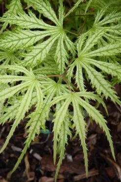 Sister Ghost Japanese Maple - 3 Gallon Pot (4-5') -Orchard Essence acer palmatum sister ghost japanese maple 14