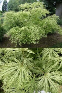 Sister Ghost Japanese Maple - 3 Gallon Pot (4-5') -Orchard Essence acer palmatum sister ghost japanese maple 5
