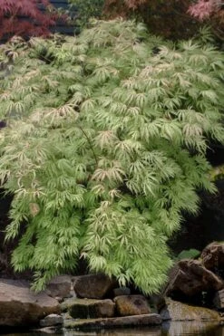 Sister Ghost Japanese Maple - 3 Gallon Pot (4-5') -Orchard Essence acer palmatum sister ghost japanese maple 8