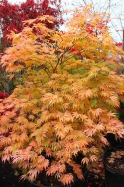 Sister Ghost Japanese Maple - 3 Gallon Pot (4-5') -Orchard Essence acer palmatum sister ghost japanese maple 9