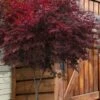 Suminagashi Red Leaf Japanese Maple - 5 Gallon Pot 1 Suminagashi Red Leaf Japanese Maple - 5 Gallon Pot -Orchard Essence acer palmatum suminagashi japanese maple 2
