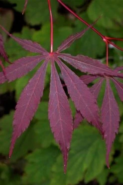 Suminagashi Red Leaf Japanese Maple - 5 Gallon Pot -Orchard Essence acer palmatum suminagashi japanese maple 4