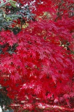 Suminagashi Red Leaf Japanese Maple - 5 Gallon Pot -Orchard Essence acer palmatum suminagashi japanese maple 5