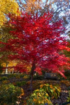 Suminagashi Red Leaf Japanese Maple - 5 Gallon Pot -Orchard Essence acer palmatum suminagashi japanese maple 7
