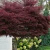 Tamukeyama Dwarf Red Japanese Maple - 1 Gallon Pot - High Grafted Tree Form -Orchard Essence acer palmatum tamukeyama japanese maple high graft 3